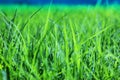 Background of morning dew drops over green grass. selective focus Royalty Free Stock Photo