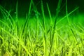 Background of morning dew drops over green grass. selective focus Royalty Free Stock Photo