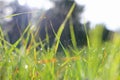 Background of morning dew drops on spring bright green grass. selective focus. Royalty Free Stock Photo