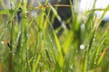 Background of morning dew drops on spring bright green grass. selective focus. Royalty Free Stock Photo