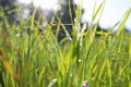 Background of morning dew drops on spring bright green grass. selective focus. Royalty Free Stock Photo