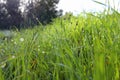 Background of morning dew drops on spring bright green grass. selective focus. Royalty Free Stock Photo