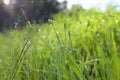 Background of morning dew drops on spring bright green grass. selective focus. Royalty Free Stock Photo