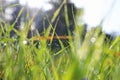 Background of morning dew drops on spring bright green grass. selective focus. Royalty Free Stock Photo