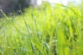 Background of morning dew drops on spring bright green grass. selective focus. Royalty Free Stock Photo