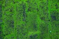 Background moss on concrete, art background wallpaper