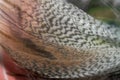 Background motley feather macro photo.The texture of the wing feathers of the woodcock. Natural camouflage