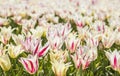 Background mottled white and red tulips in the tulip festival