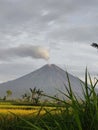 background of Mount Semeru and rice fields