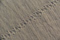 Background of a mountain bike track on the beach