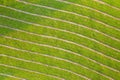 Background of mowed dry hay on green meadow from directly above