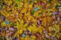 Background from multi-colored autumn leaves