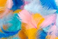 Background of multi-colored feathers Royalty Free Stock Photo