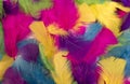 Background from multi-colored feathers