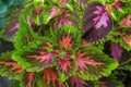 Background of multi-colored leaves of Coleus coloblase against the background of other plants