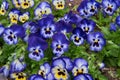 Background of multi colored pansy flowers with face markings