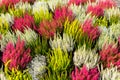 A background of multicolored blossoming heathers.