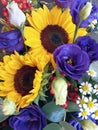 Background of multicolored bouquet of natural flowers, yellow sunflowers, violets, white roses. Multicolor Flowers Sunflower Royalty Free Stock Photo