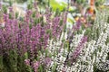 Multicolored flowering heather plant.