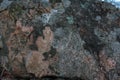 Background. Multicolored lichen on a stone Royalty Free Stock Photo