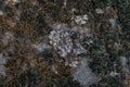 Background. Multicolored lichen on a stone Royalty Free Stock Photo