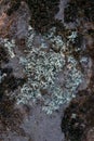 Background. Multicolored lichen on a stone