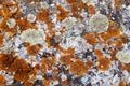 background of moss and lichen on the stone Royalty Free Stock Photo