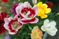 Background of multicolored tulips blooming on a garden bed in spring. View from above.