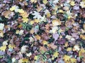 Multicoloured fallen leaves background