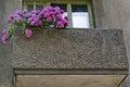 Background of multiple rose hydrangea plant or hortensia flower in balcony