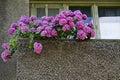 Background of multiple rose hydrangea plant or hortensia flower in balcony