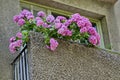 Background of multiple rose hydrangea plant or hortensia flower in balcony