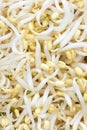 Mung bean sprouts Royalty Free Stock Photo