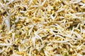 Mungbean sprout Royalty Free Stock Photo