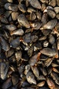 Background of mussel shells in close-up. Royalty Free Stock Photo