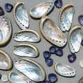 Background with nacre seashells Royalty Free Stock Photo