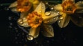 Background of Narcissus, Daffodils with raindrops created with generative AI technology