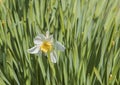 background narcissus flower on a background of green leaves