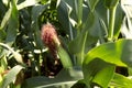 Background natural beauty. The texture of green leaves and the cob of young corn. Royalty Free Stock Photo