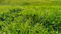 Background natural fresh green grass and clover leaves close up. Luminous dewy lawn, spring freshness, nature detail Royalty Free Stock Photo