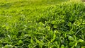 Background natural fresh green grass and clover leaves close up. Luminous dewy lawn, spring freshness, nature detail