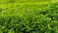 Background natural fresh green grass and clover leaves close up. Luminous dewy lawn, spring freshness, nature detail Royalty Free Stock Photo