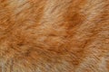 Background from natural fur of my domestic cat of red color. Royalty Free Stock Photo