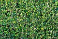 Background of natural green Bush leaf wall, Green leaves wall texture of the tropical forest plant