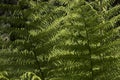 Background of natural green fern texture Royalty Free Stock Photo
