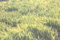 Background of natural new green lawn Royalty Free Stock Photo