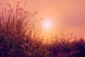 Background natural, Peaceful nature morning scenery mist autumn background. Summer twilight countryside morning spring Royalty Free Stock Photo