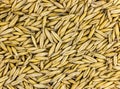 Background natural seed rye, ingredient brewing base, light beige pattern grains