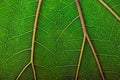 background natural texture green foliage, leaf macro structure Royalty Free Stock Photo