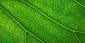 background natural texture green foliage, leaf macro structure Royalty Free Stock Photo